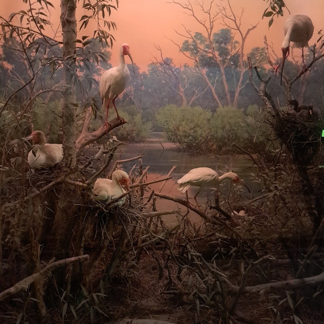 Wildlife Dioramas Reopening