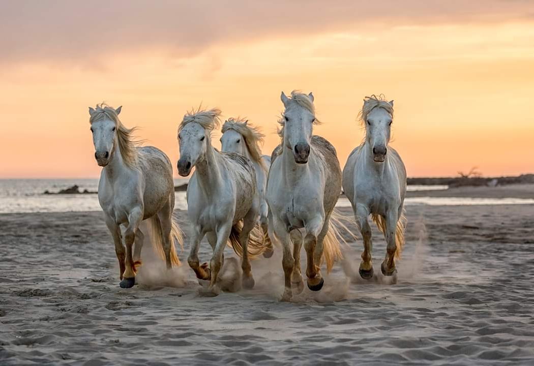 Camargue 1