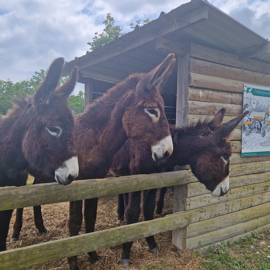 Ferme decouverte Asinerie de Pierretoun, randonnées avec ânes 2