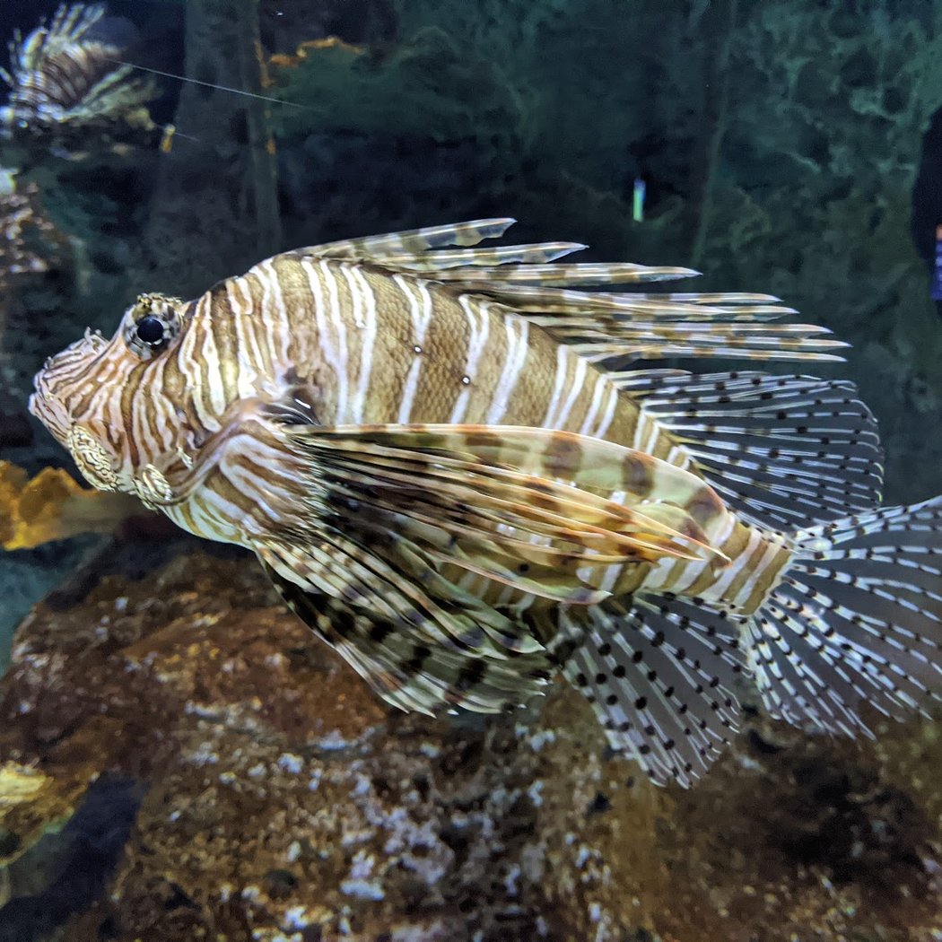 OdySea Aquarium Happy Hour 1
