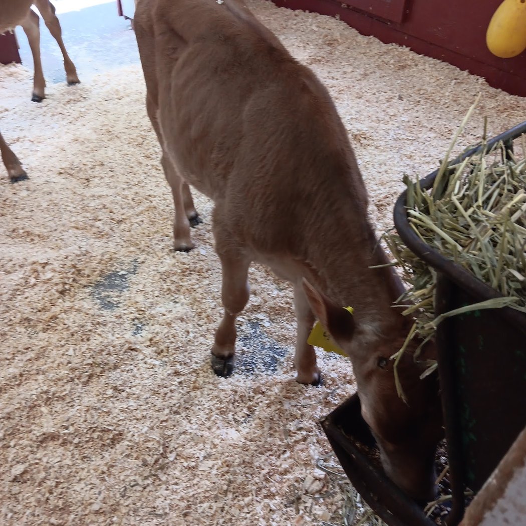 Animal Barn 2