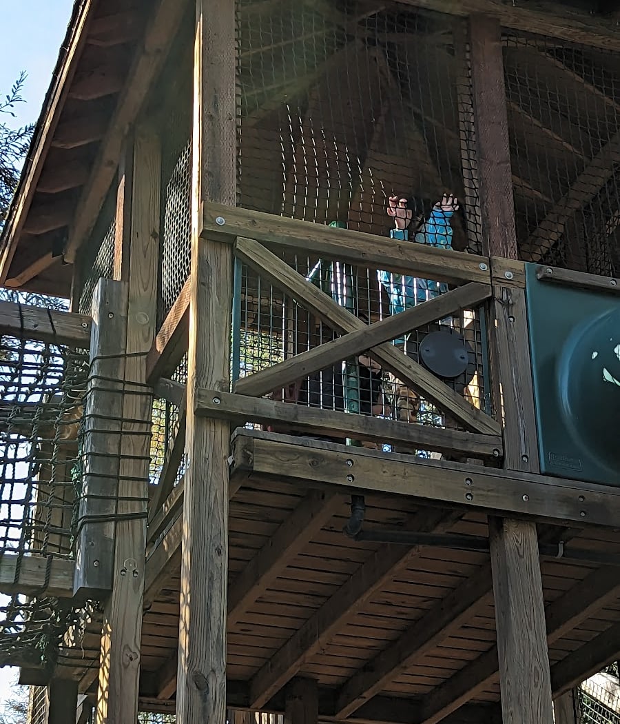 Redwood Lookout 2
