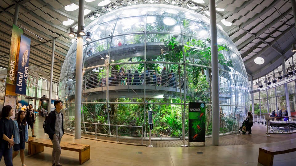 Osher Rainforest 3