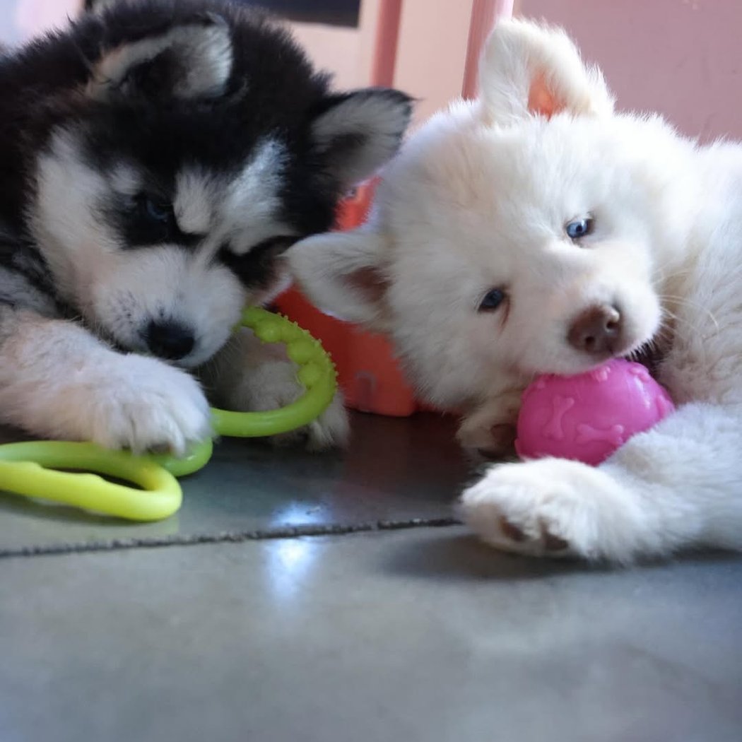 Husky Puppy Yoga 3