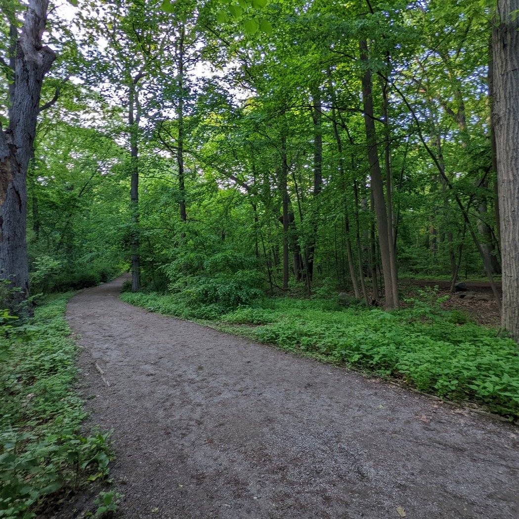 The Grove of Forest Park 1