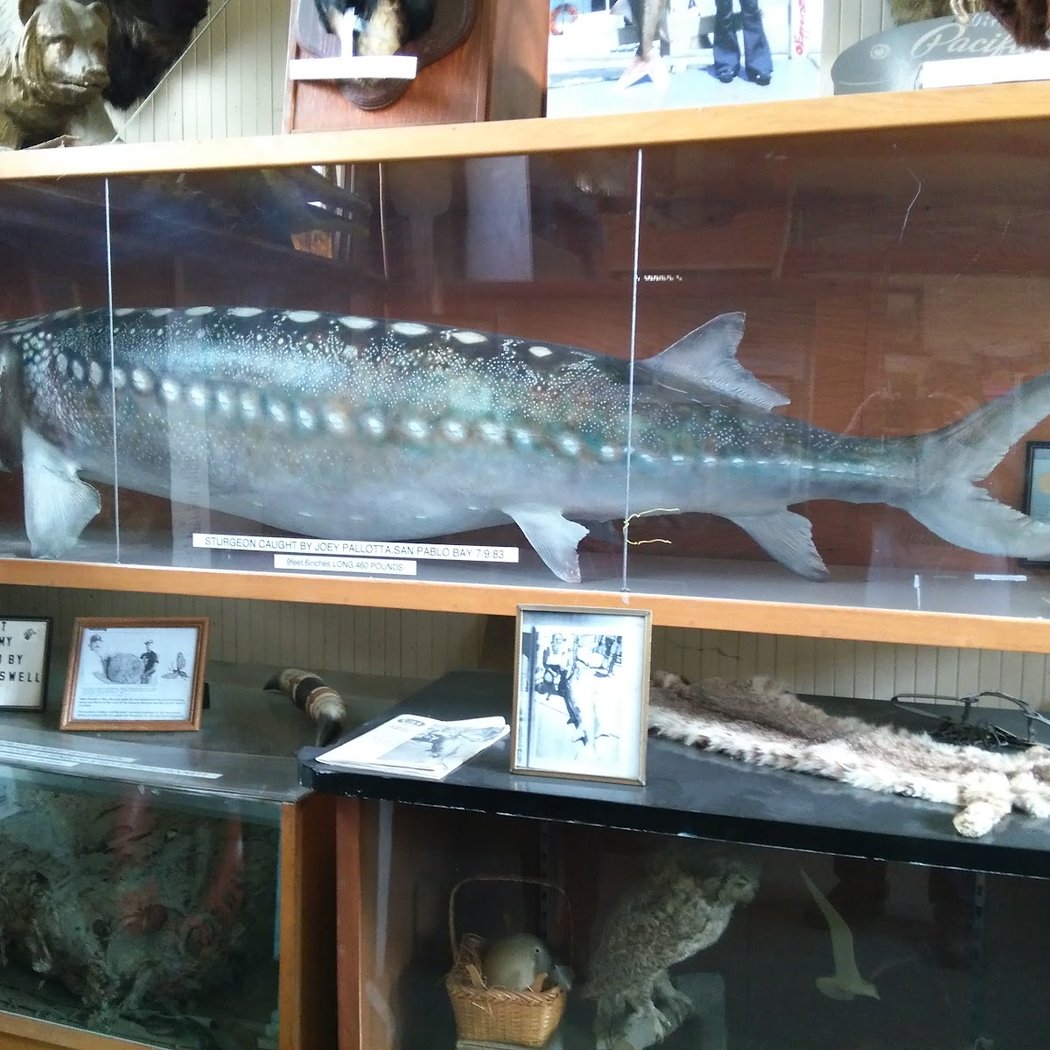 Crockett Historical Museum 1