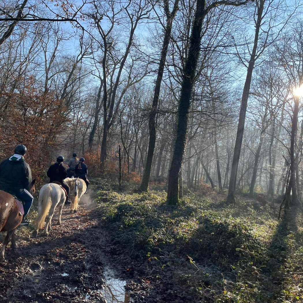 Des sabots dans la forêt - Balades à cheval à Fontainebleau 1