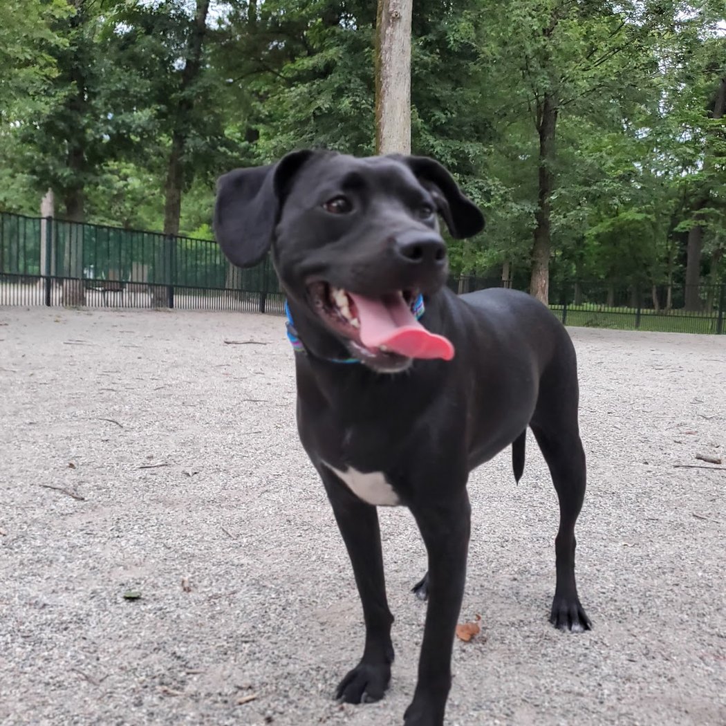 Ridgewood Dog Park 1