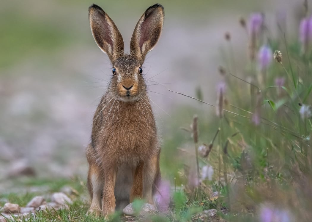 Lecture Nature : Histoires à grandes oreilles
