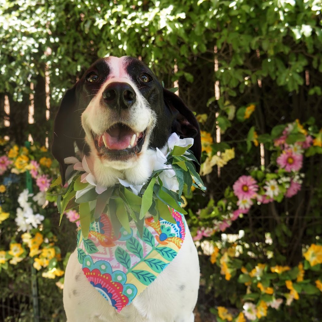 Dog Daycare Summer Activities