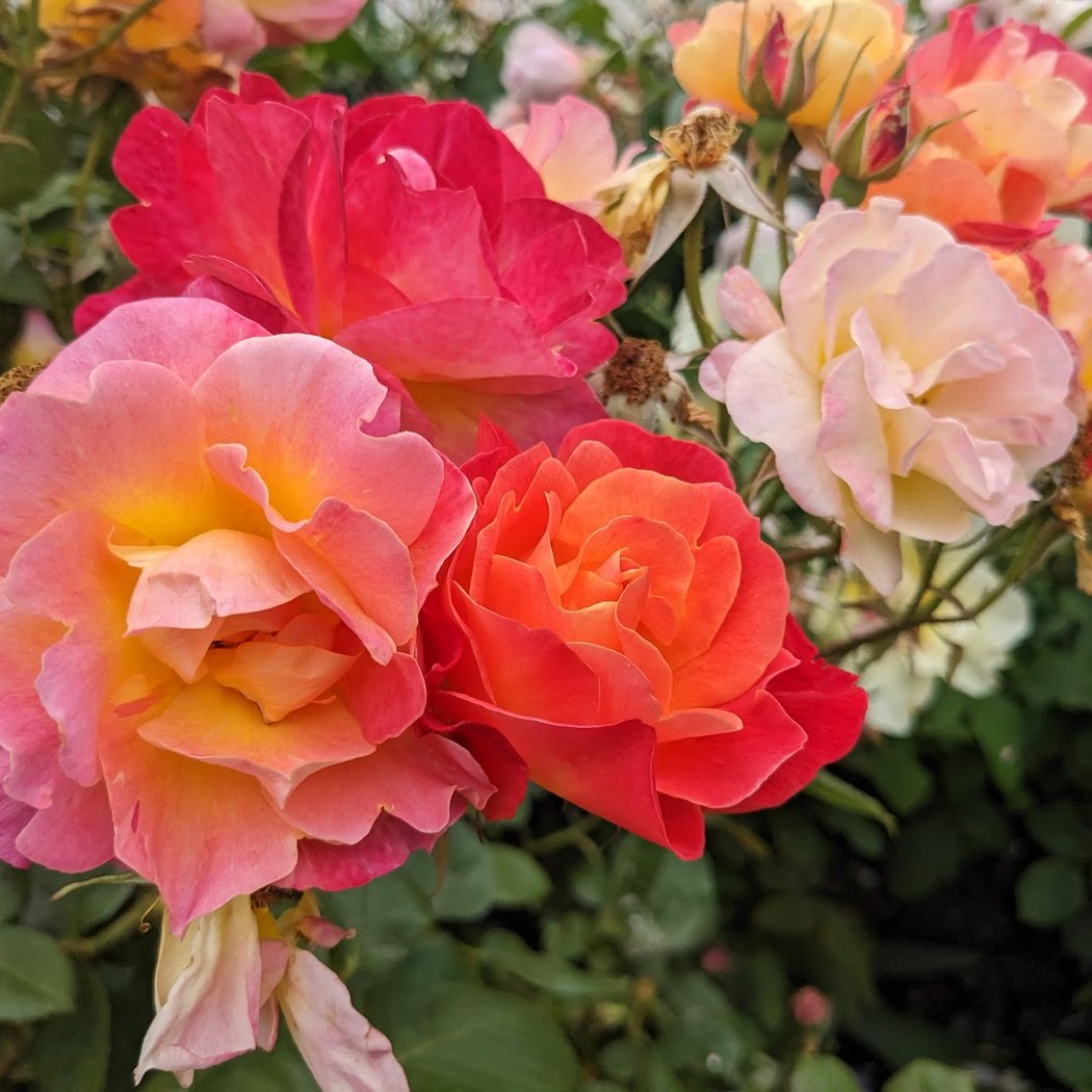 Dearborn Community Garden 1