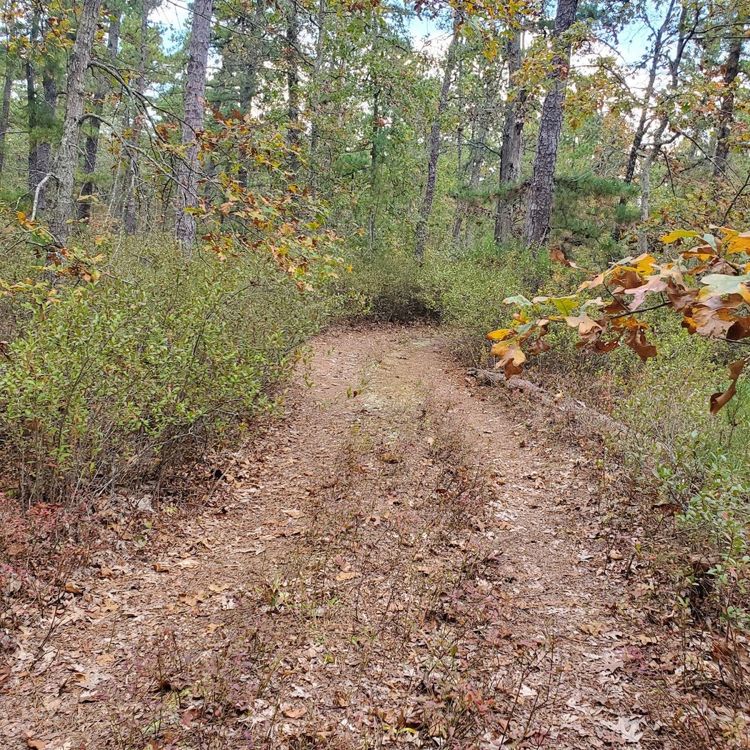 The Pine Barrens 3