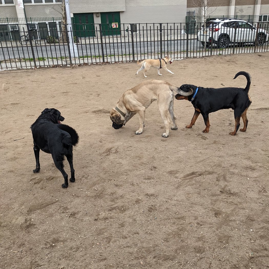 South Slope Dog Run 3