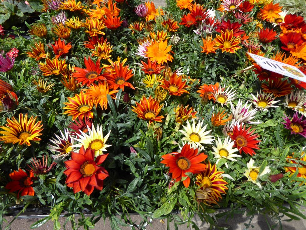 Marché aux Fleurs, édition d’Automne 1