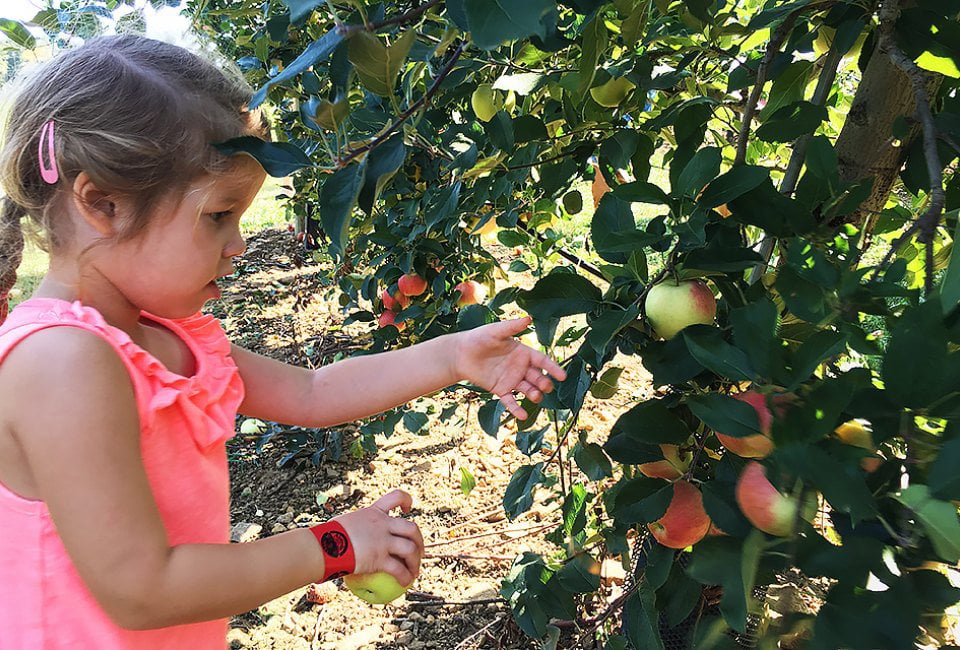 Apple Picking at Stuart's Fruit Farm 3