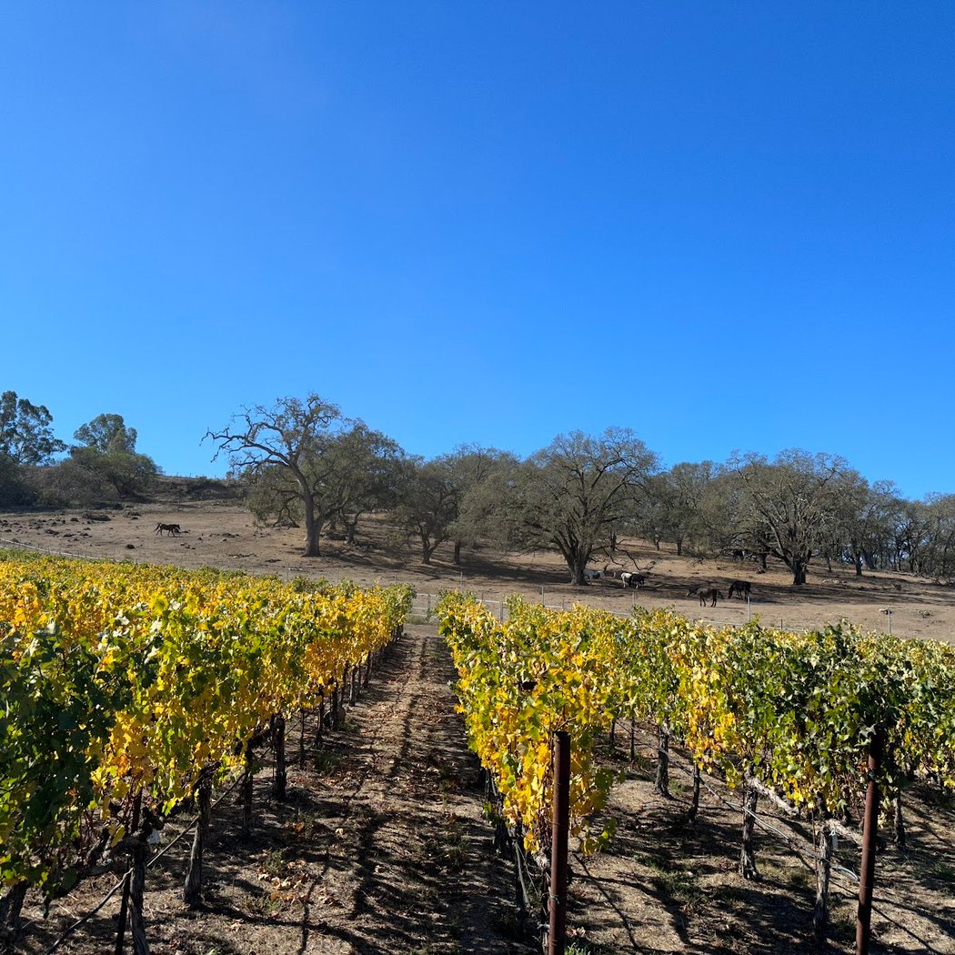 Pop-Up Winemaker Dinner 3
