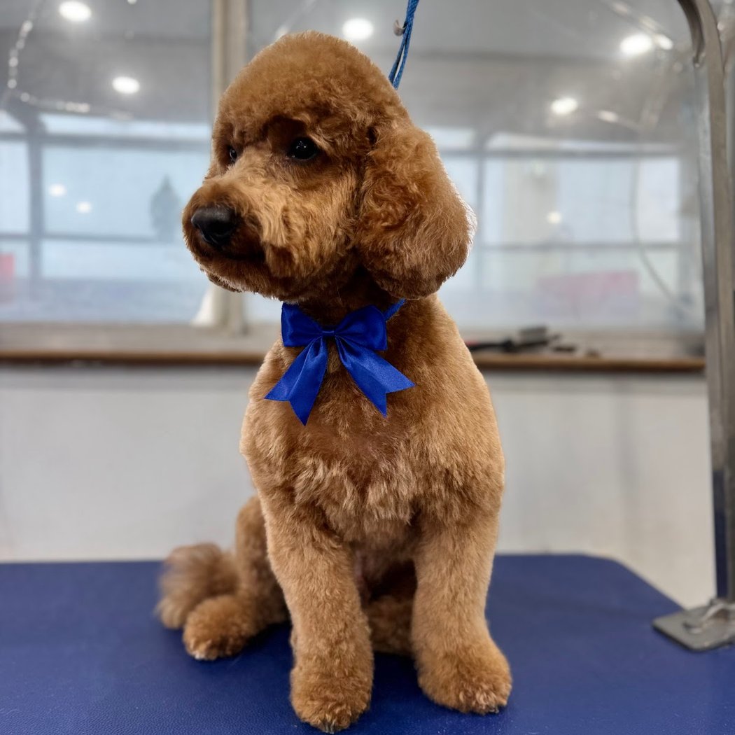 Shiny Paws Grooming & Day Care 2