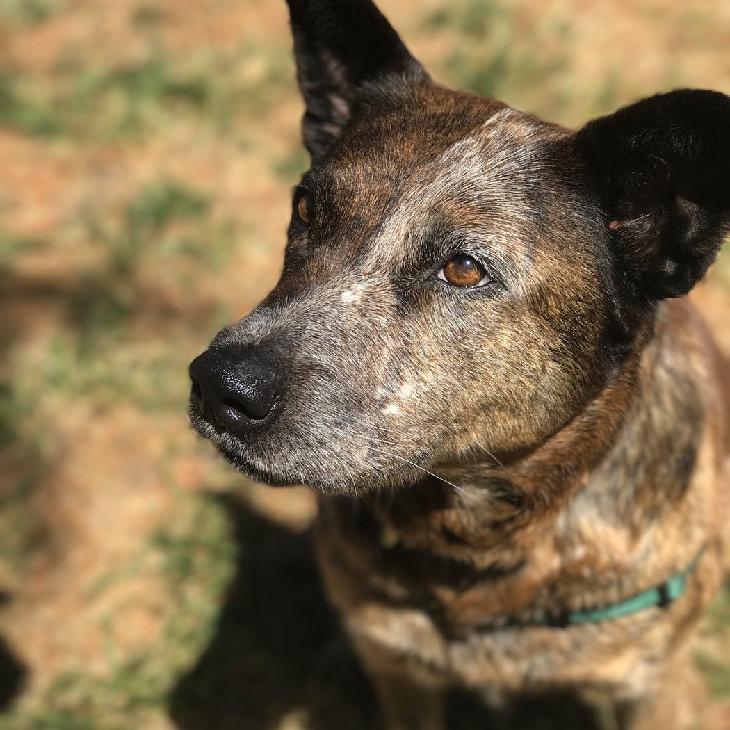 Pets Lifeline 1