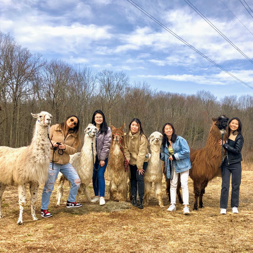 Clover Brooke Llama Alpaca Hike/Goat Walk Farm 3