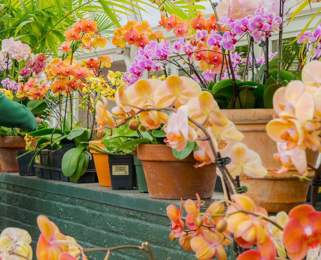 The Orchid Show 4