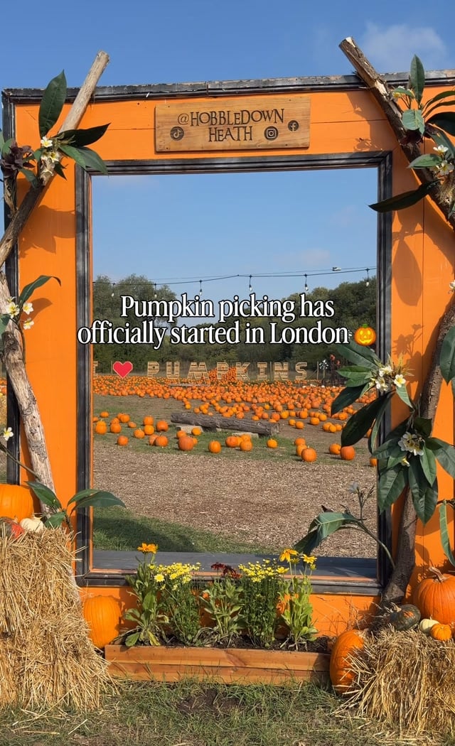Pumpkin Patch 3