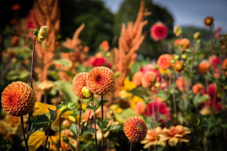 The Happy Dahlia Farm | With Love and Flowers 1