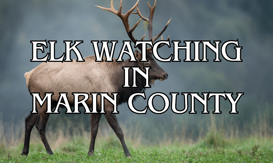 Elk Reserve 3