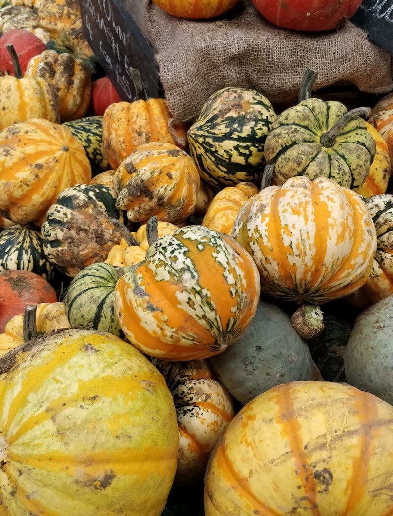 Pumpkin Patch 2