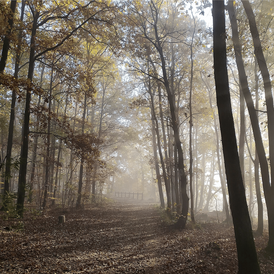 Forêt domaniale de Verrières 3