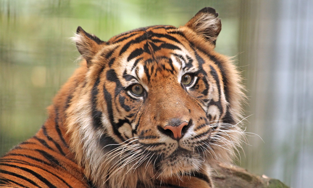 Cameron Park Zoo 1