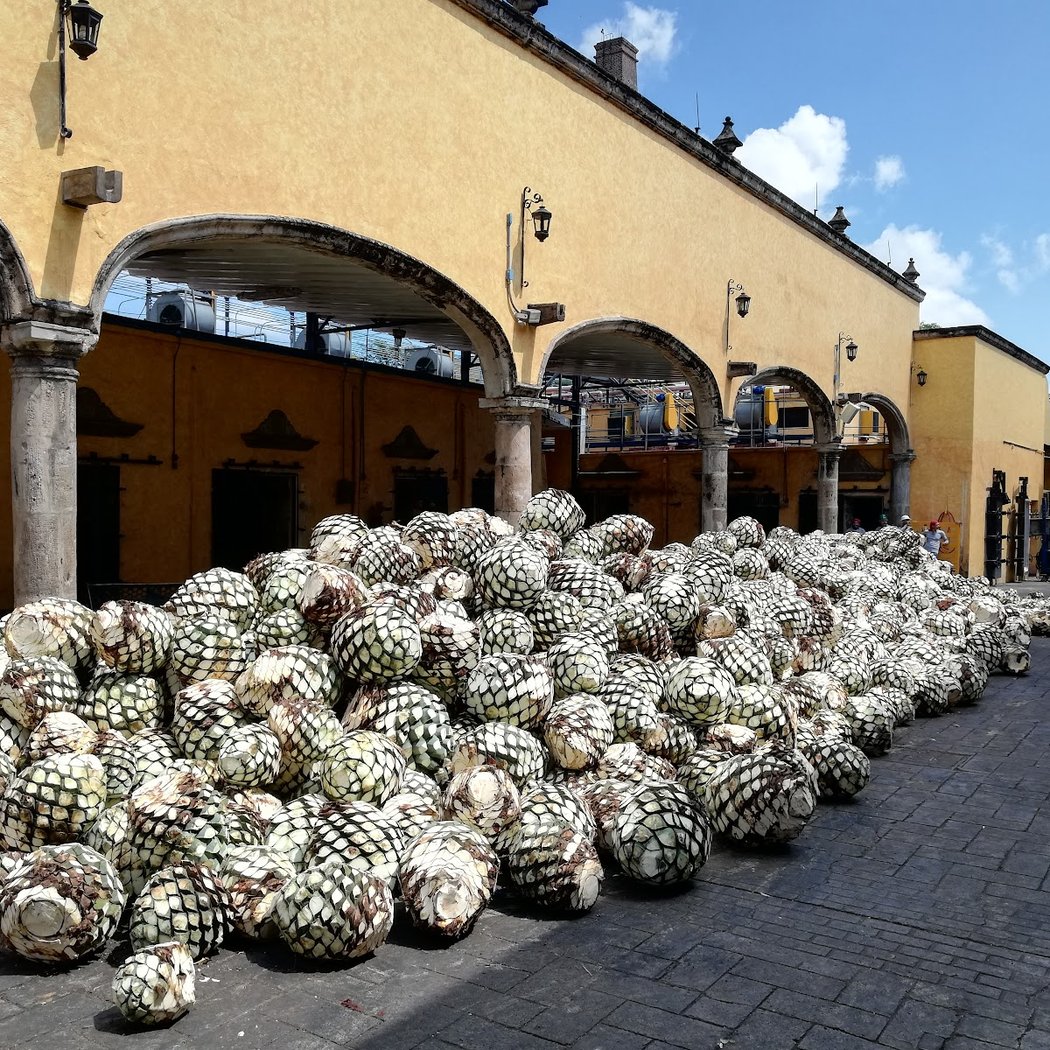 José Cuervo 1