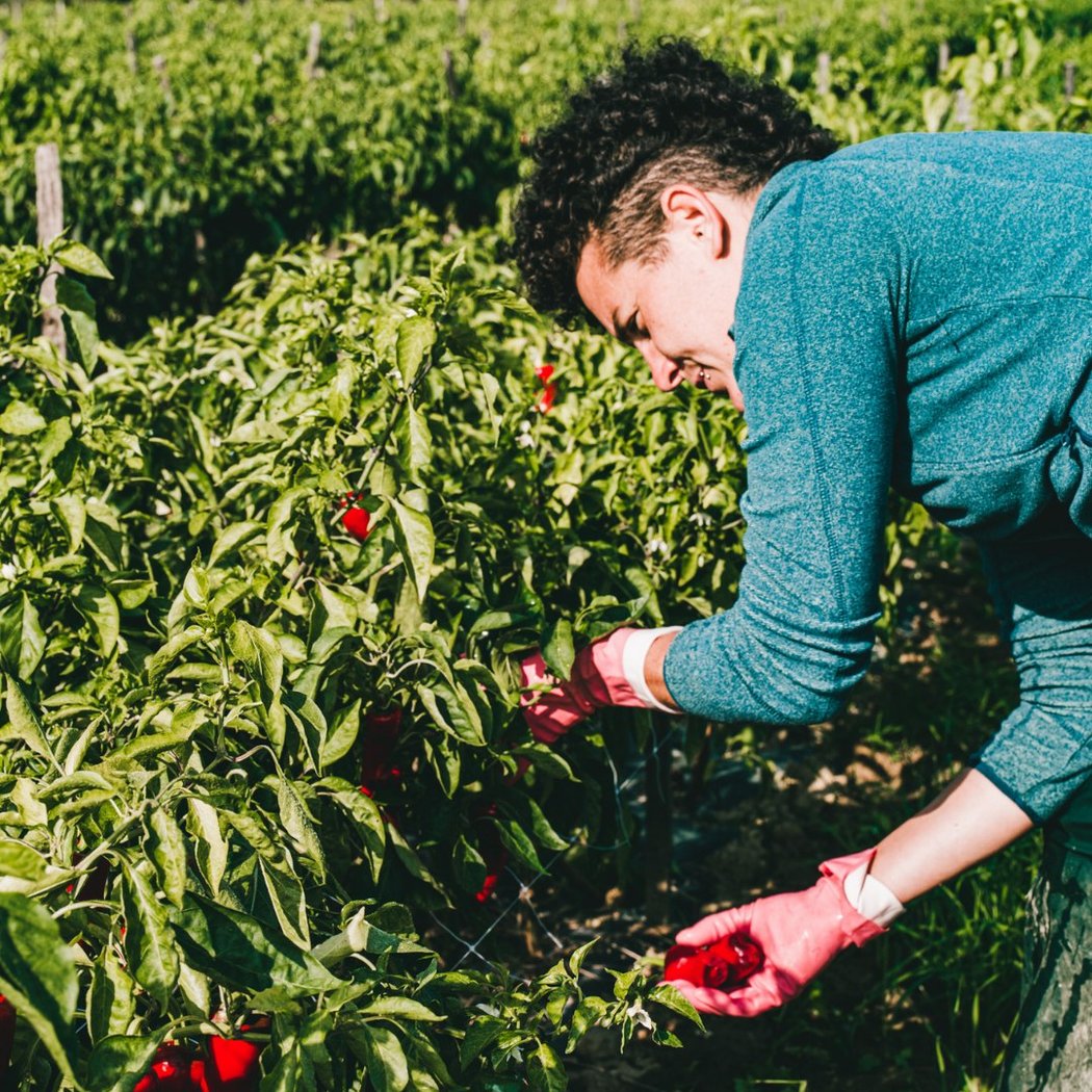 Piment d'Espelette farm visit 2