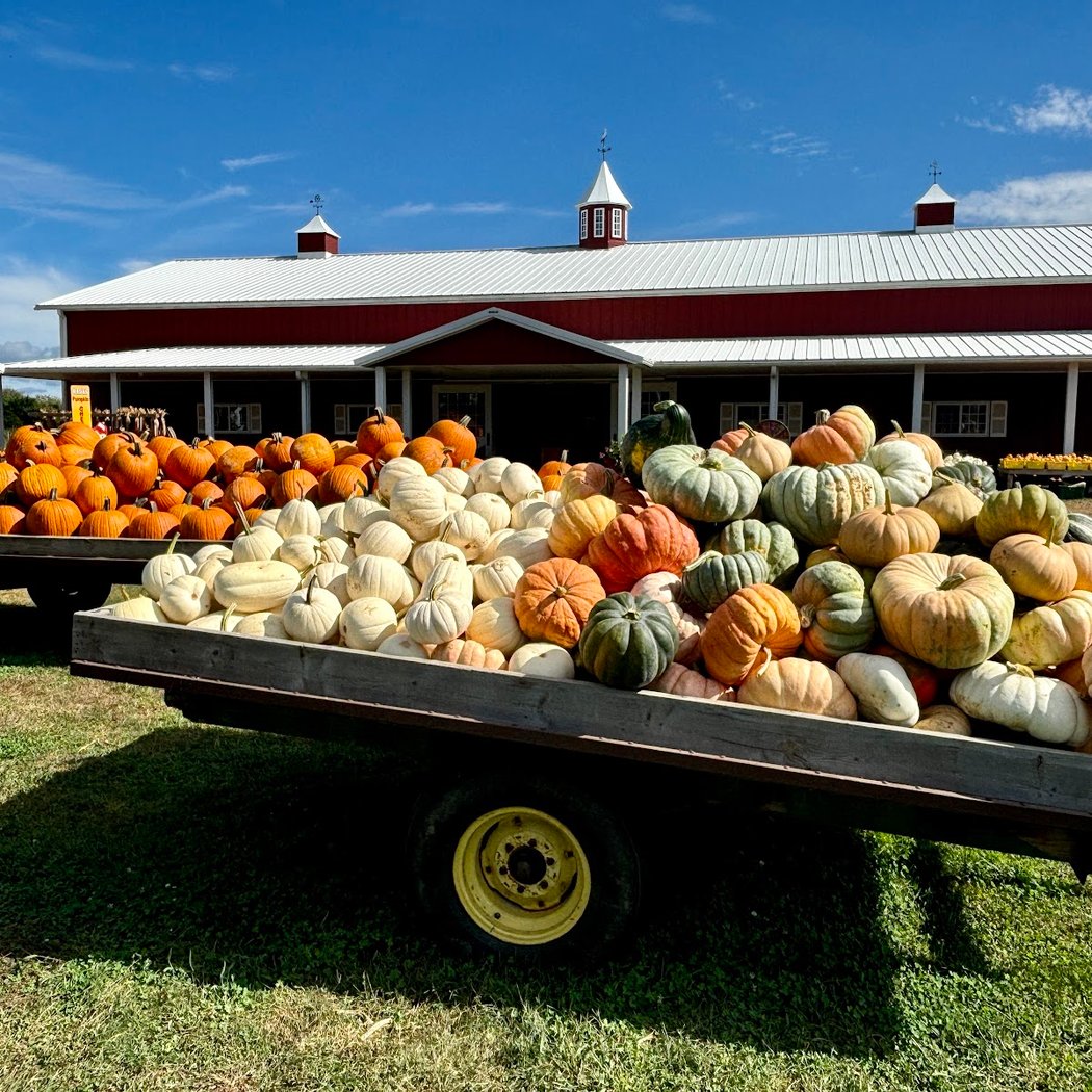 Hank's Pumpkintown 3