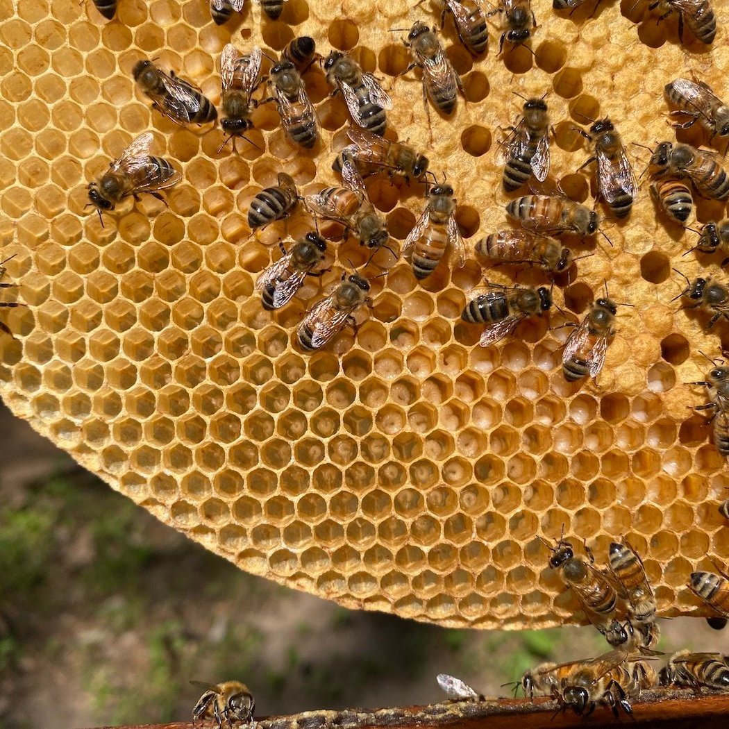 Engaged Beekeeping 1