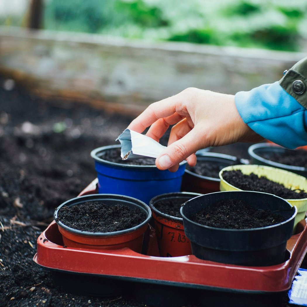 The Seed and Cutting Exchange 1