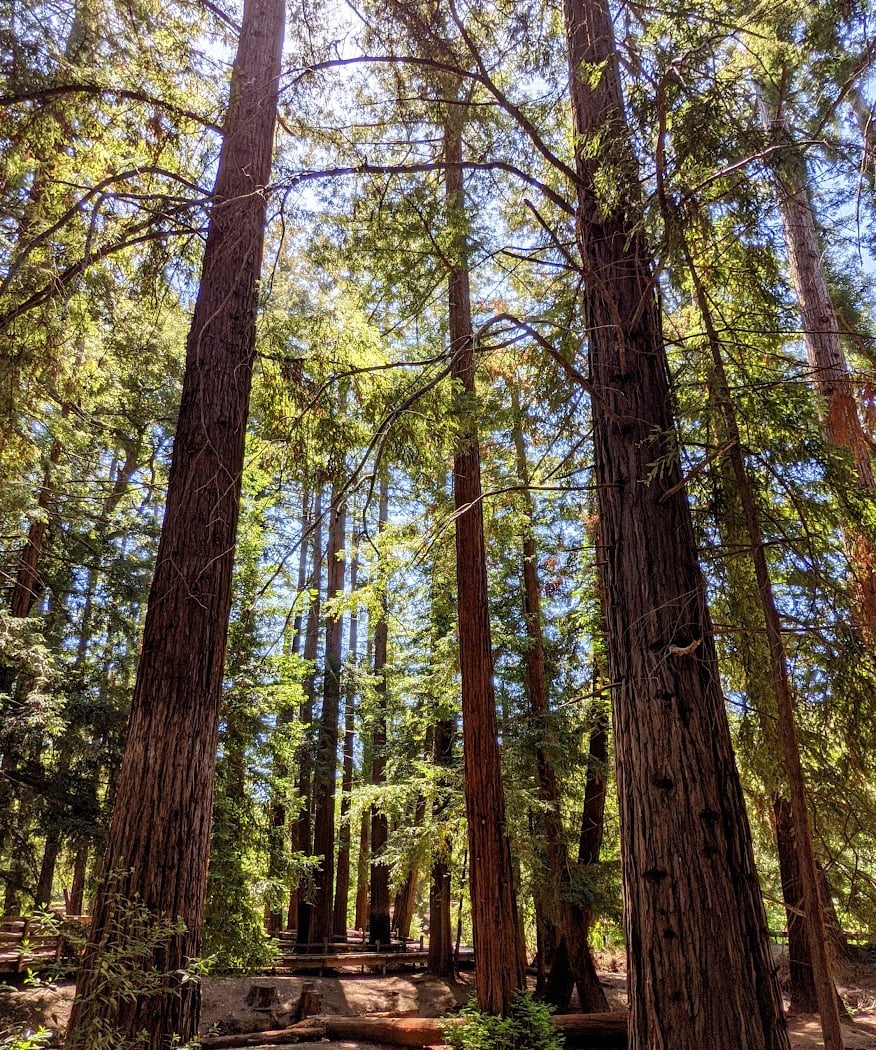 Volunteer Outdoors at Redwood Grove 1