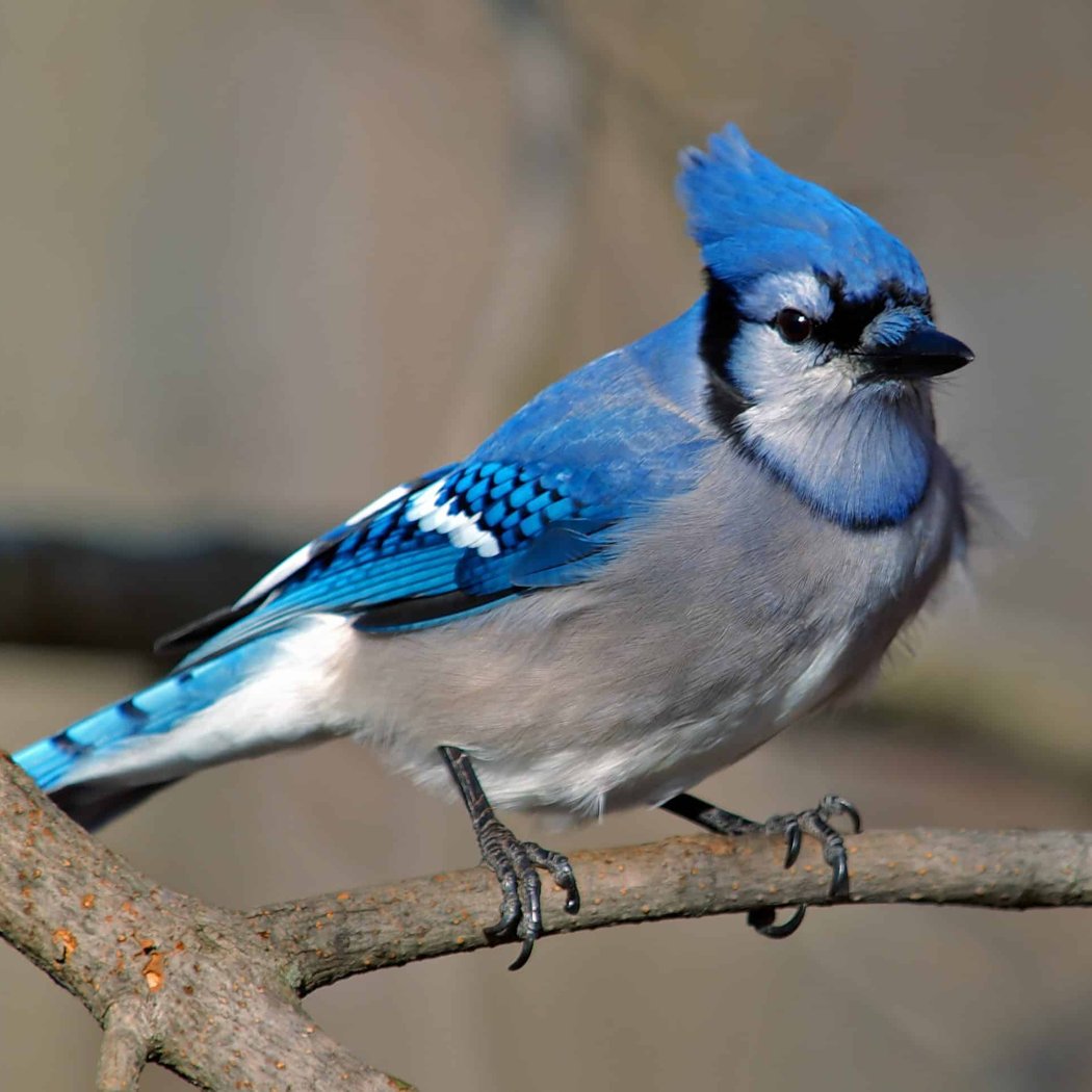 Family Holiday Bird Count 1