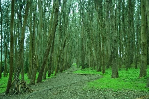 Presidio of San Francisco 1