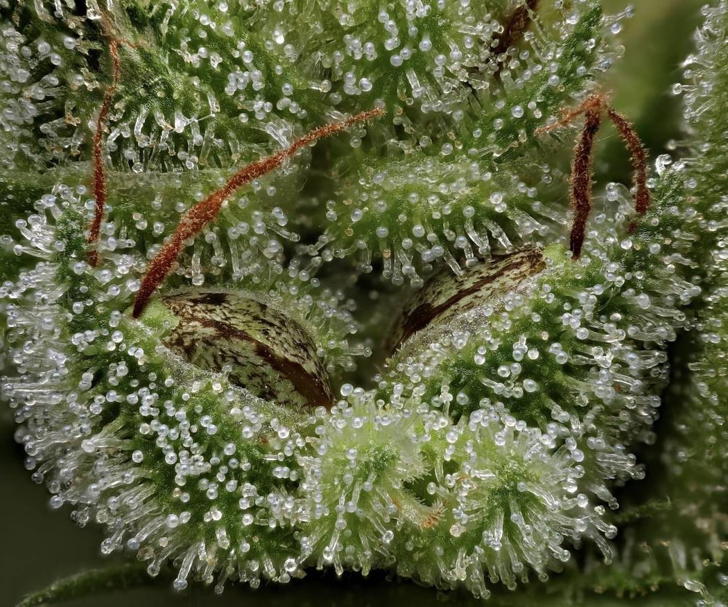 Terpnami SF seed show 3