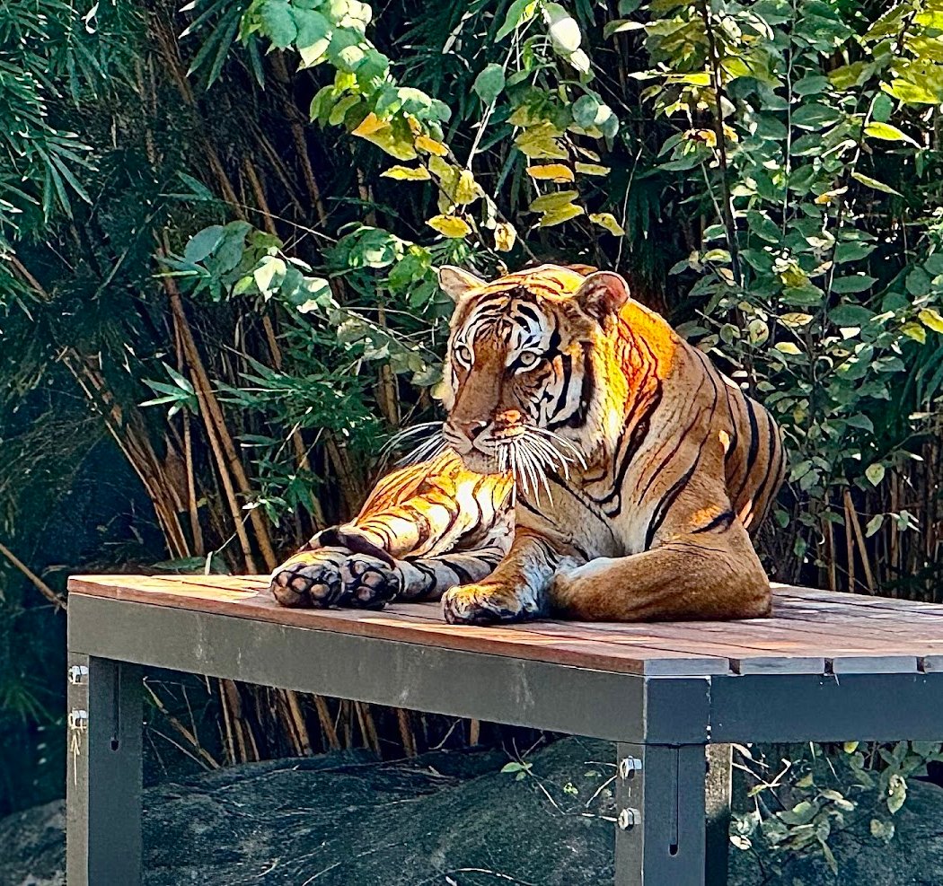 Houston Zoo and Keebler® Spookie Stripes Safari