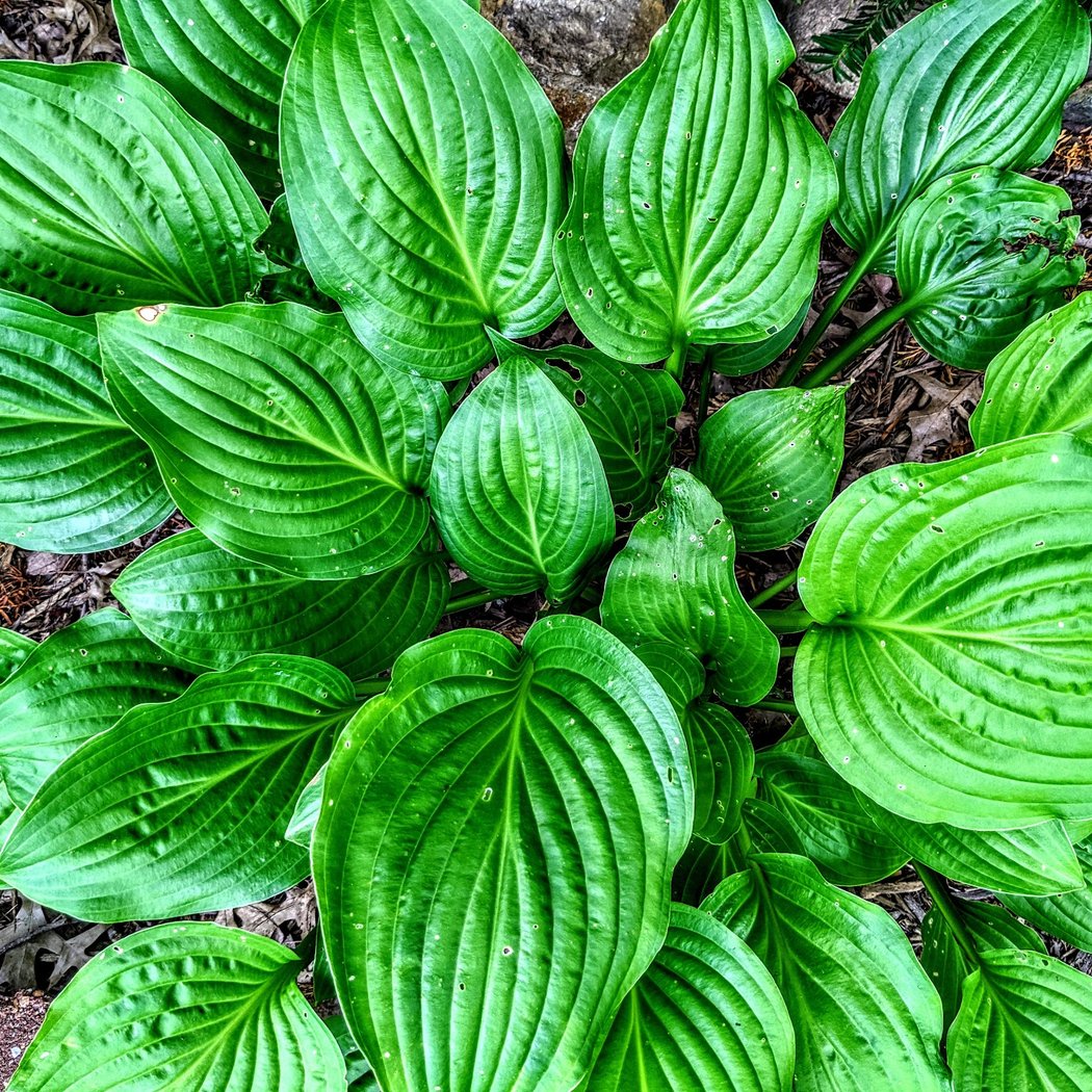 Wellesley College Botanic Gardens 3