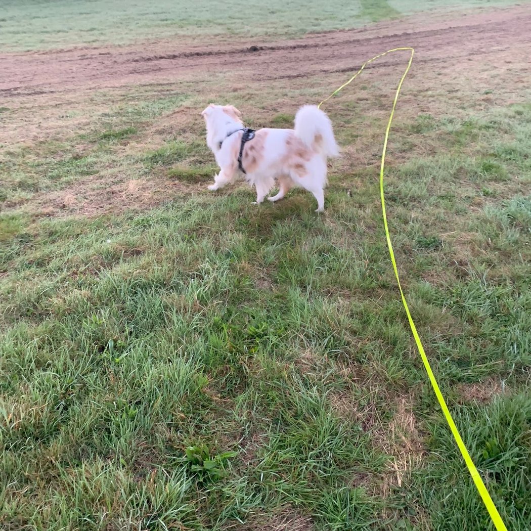 Dog Terre Happy 3