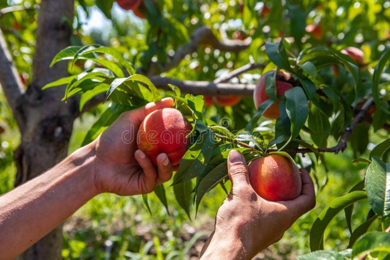 U-Pick Peaches Weekend 1