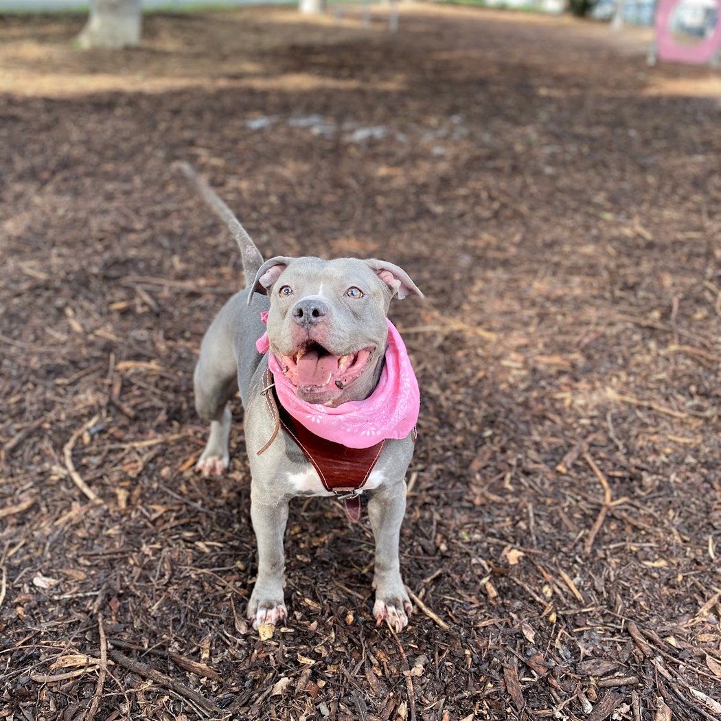 Bruce King Memorial Dog Park 5