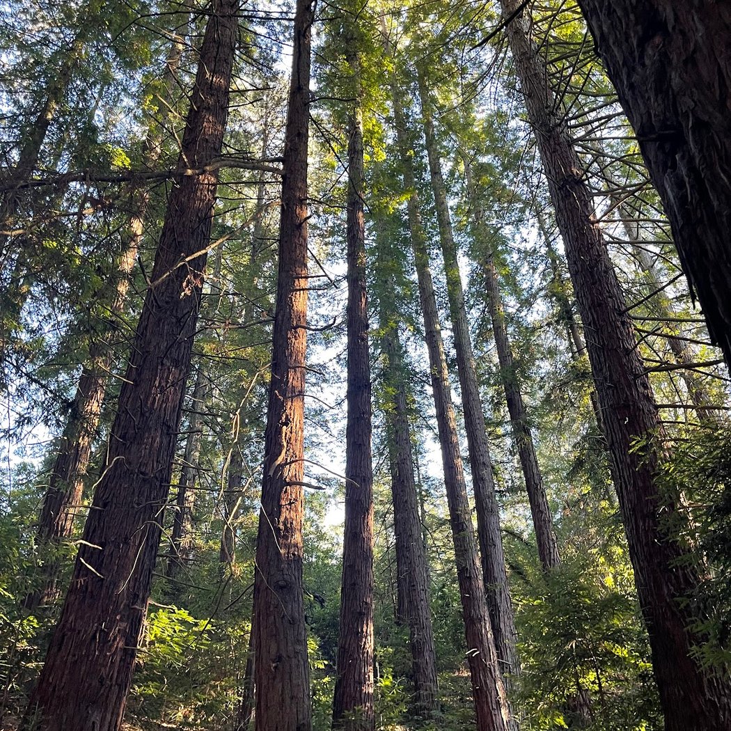 Laurel Picnic Area 1