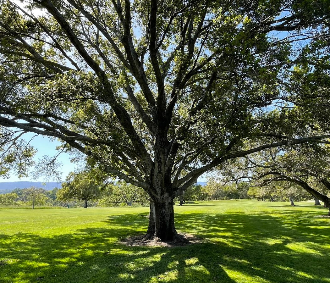 Stanford Golf Course 3