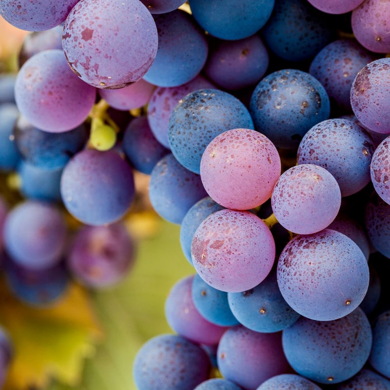 Wine Grapes of the World Series 1