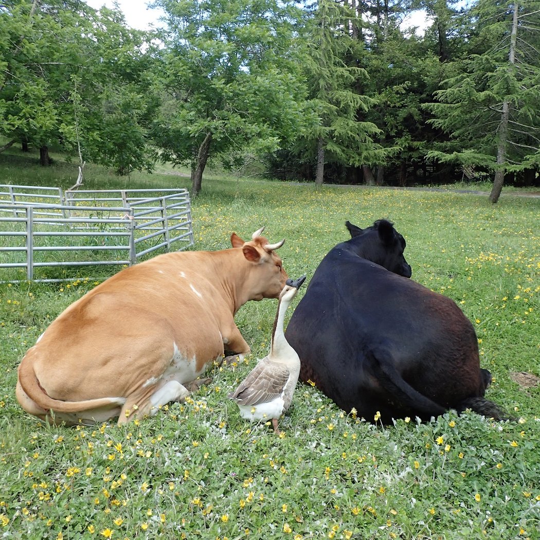 Earth Day Celebration With Rescued Farm Animals 2