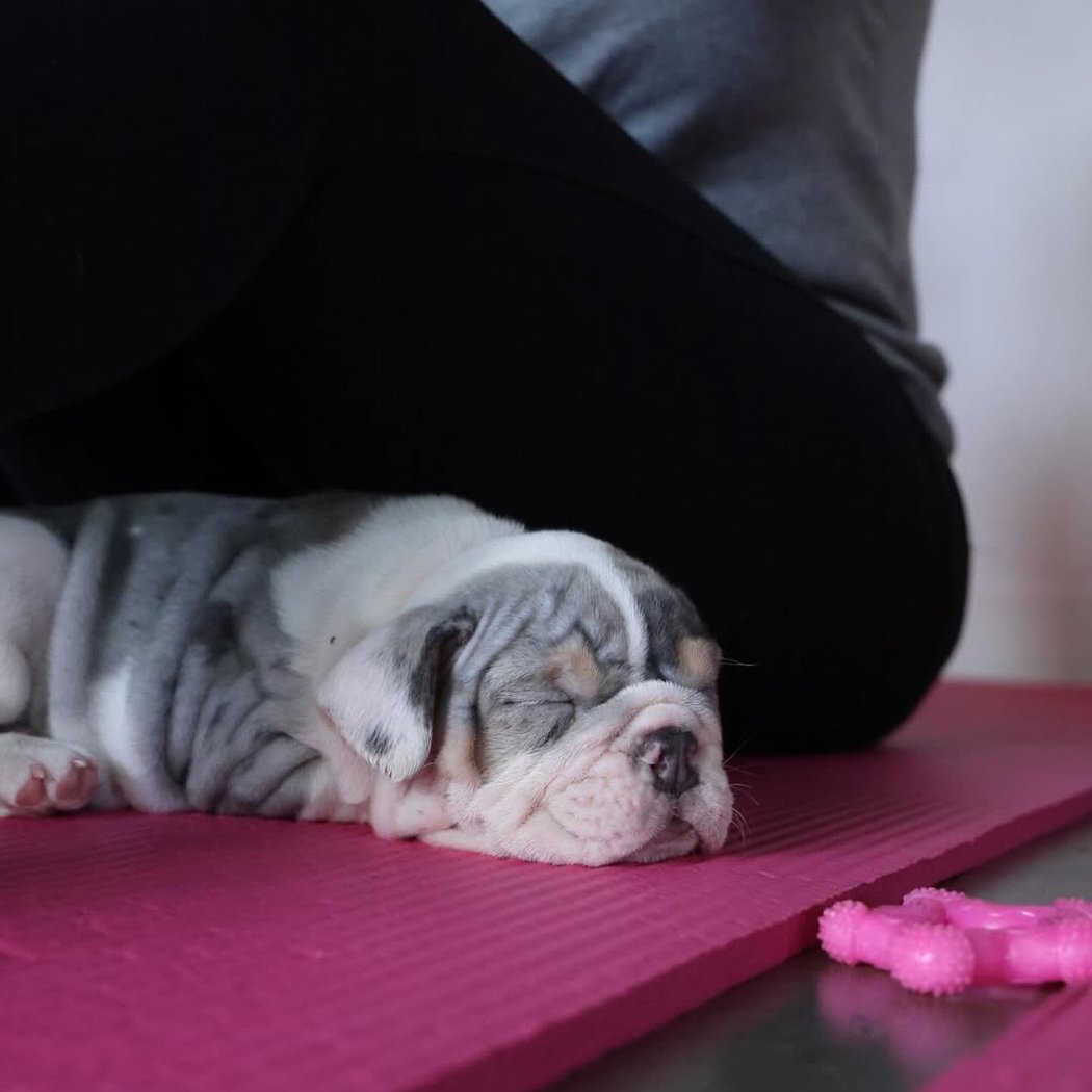 English Bulldog Puppy Yoga 3