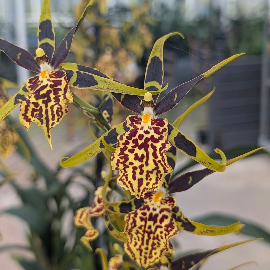 Les Orchidées de la Belle Etoile 1